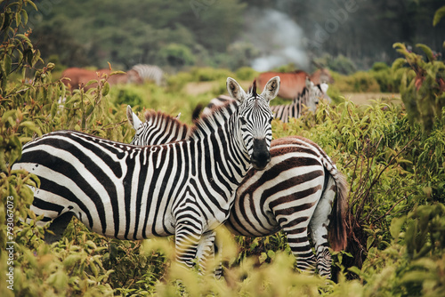A pair of zebras in Mount Longonot National Park in Kenya