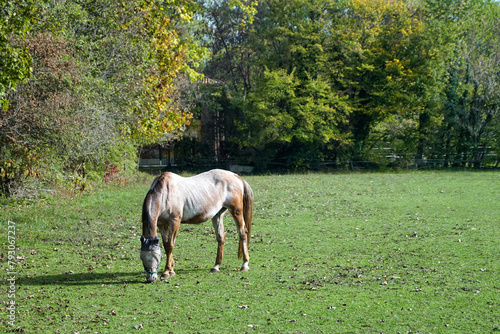 Cavallo al pascolo che mangia l'erba del prato ai limiti della boscaglia photo