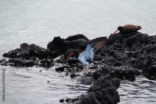 American Oystercatcher on rocks at Galapagos Islands photo
