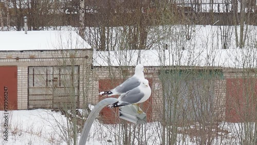 The common gull or sea mew Larus canus is a medium-sized gull that breeds in the Palearctic. Two adult gulls in the spring during mating season. Birds sit on a street lamp. Snow in the winter city. photo