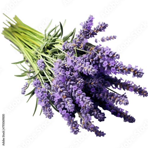 A closeup of a fresh bouquet of blooming lavender flowers on a white background with copy space