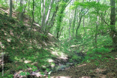 A stream and trees in the forest in spring