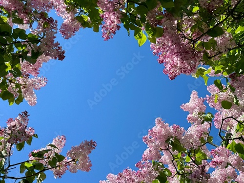 Lilac blossom pink violet flowers on blue sky.
