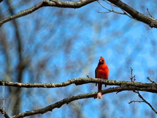 red cardinal on branch
