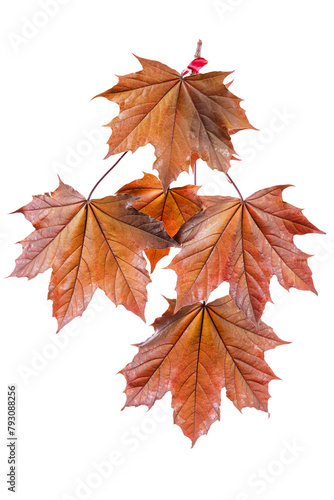 Maple Twig with Young Leaves in Springtime Isolated on White Background