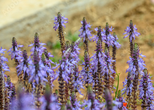 Beautiful decorative purple flowers are called Coleus Canina. Close-up. 3