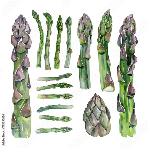 Watercolor clipart vector of set asparagus, isolated on a white background, asparagus vector, Illustration painting, Graphic logo, drawing design art