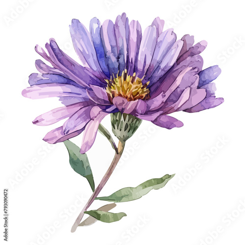 Watercolor drawing clipart of a purple aster flower, isolated on a white background, Illustration painting, aster vector, drawing, design art, clipart image, Graphic logo photo