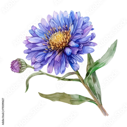 Watercolor drawing vector of aster flower, isolated on a white background, clipart image, Illustration painting, design art, aster vector, Graphic logo, drawing clipart. 