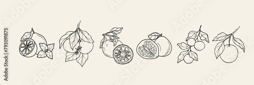 Line art citrus fruits. Lemon, bitter orange, yuzu, pomelo, clementine, mandarin