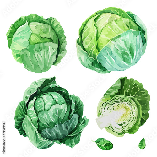 Watercolor Vector painting of cabbage collection , isolated on a white background, cabbage vector, cabbage clipart, cabbage art, cabbage painting, cabbage Graphic, drawing clipart.