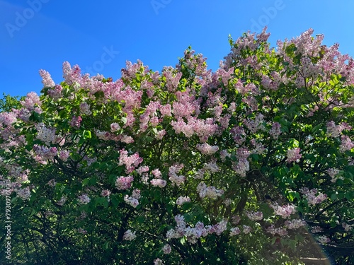 Lilac blooming shrub pink lush blossom