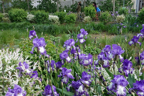 Floraison d'iris dans un massif et un square urbain