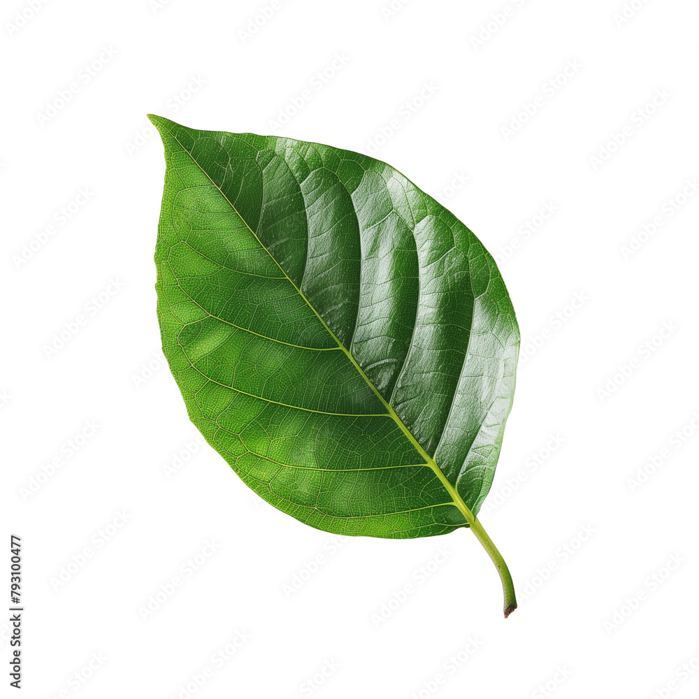 Obraz premium isolated green tree leaf