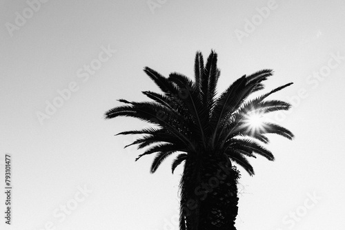 palm and sun