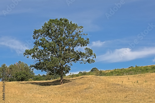 Oak tree in a field with dry yellow grass on a sunny summer day in Ardennes, Luxembourg, Wallonia Belgium 
