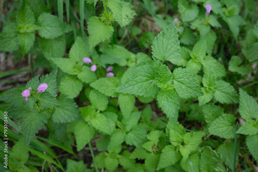 Lamium maculatum Lamium maculatum