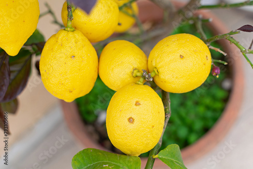 Obraz na płótnie Large juicy yellow lemons on green branches, close-up, home garden, gardening, fruit cultivation w salonie