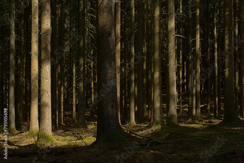 . Sunny pine forest in Ardennes near Saint Hubert, Wallonia, Belgium  photo