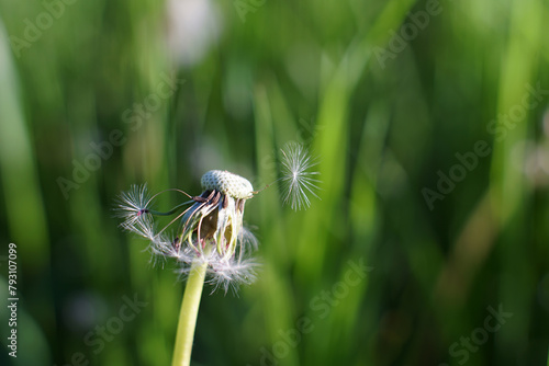 gray dandelion with a seed