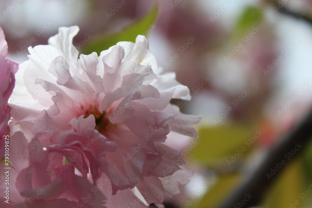 pink sakura flowers close-up on blurred natural background pink sakura flowers close-up on blurred natural background