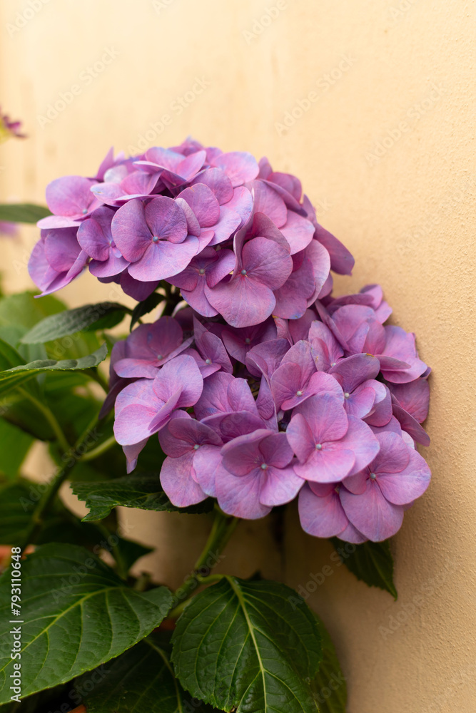 Garden Hydrangea tiffany purple - large purple flowers, close-up