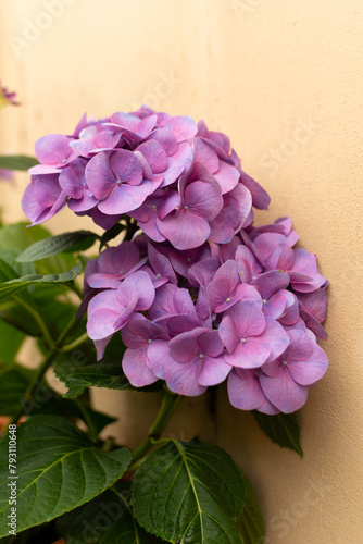 Obraz na płótnie Garden Hydrangea tiffany purple - large purple flowers, close-up w salonie