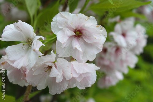 cherry blossomblossom in spring, beautiful glamorous sakura flowers, floral background, , 