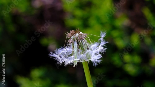 Dandelions on a summer meadow
