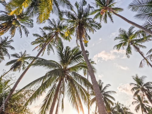 Bright palm trees against the background of a clear morning sky and sun rays. Closeup, outdoor. View from bottom to top. Vacation and travel concept