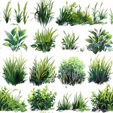 A collection of various types of grass and plants