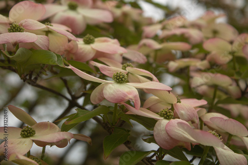 Pink and white Japanese tree flowers blossoming in the park in the spring. Asian Cornus kousa Miss Satomi (Kousa Dogwood) photo