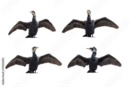 cormorants with spread wings isolated on white background