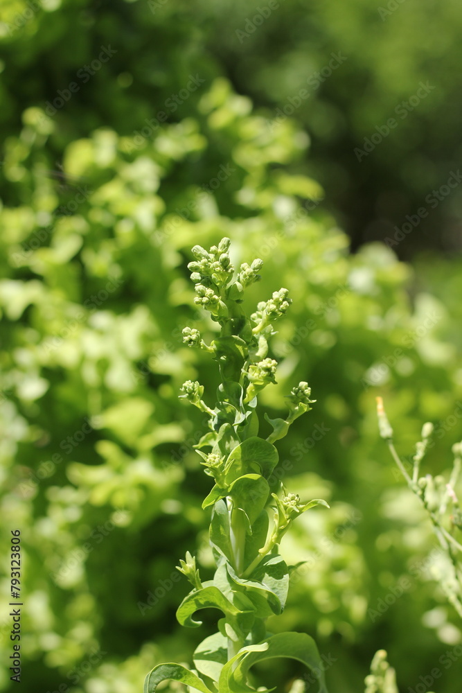 Fresh green lettuce growing in the summer garden. Fresh green lettuce growing in the summer garden.