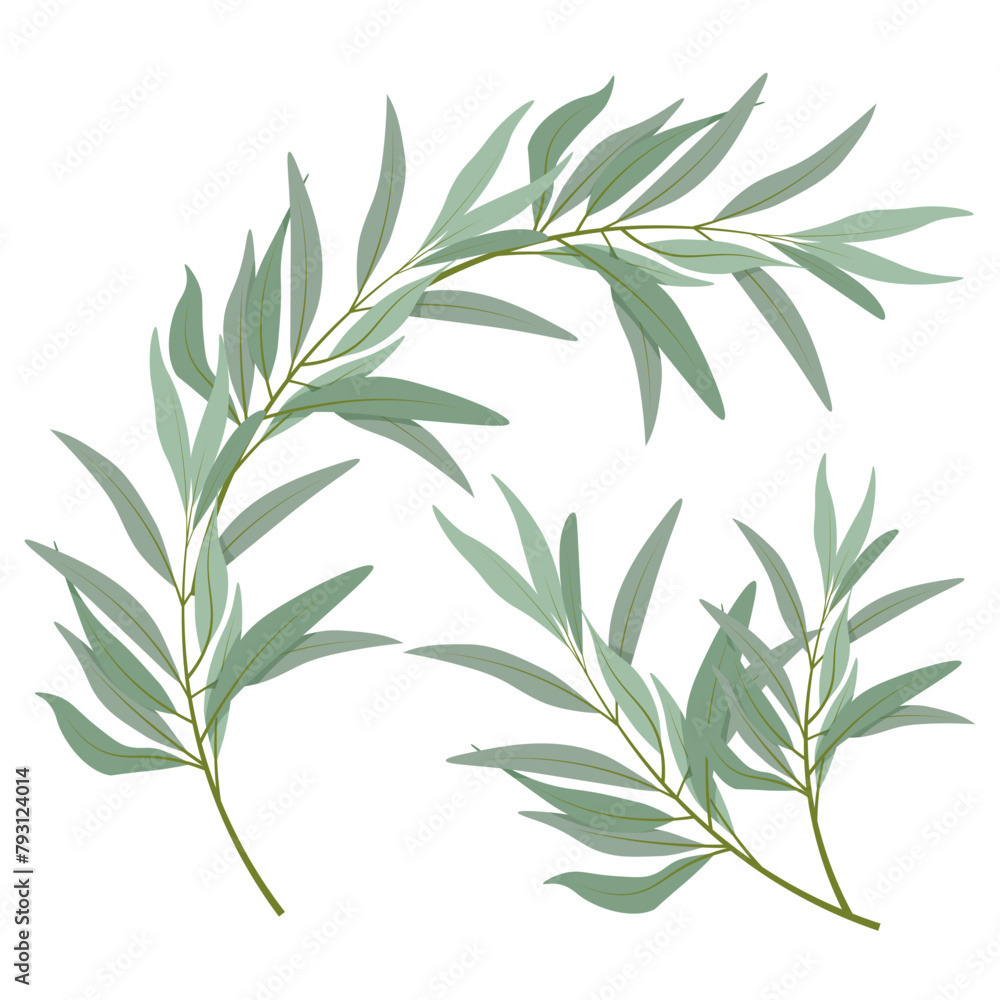 Fototapeta premium Set of different olive branches