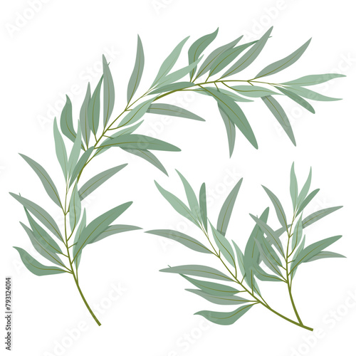 Set of different olive branches