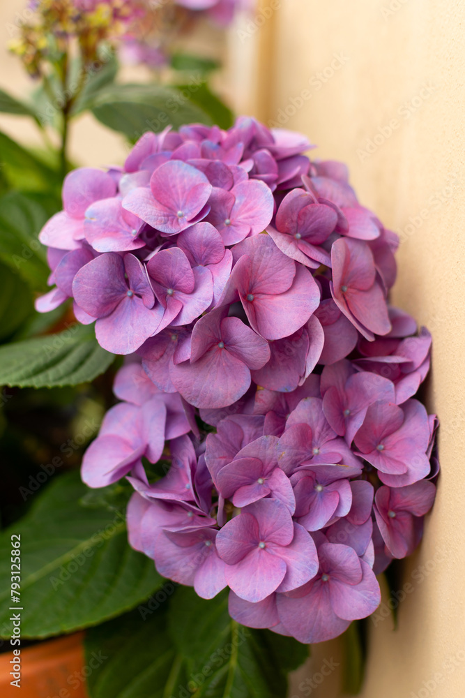 Garden Hydrangea tiffany purple - large purple flowers, close-up