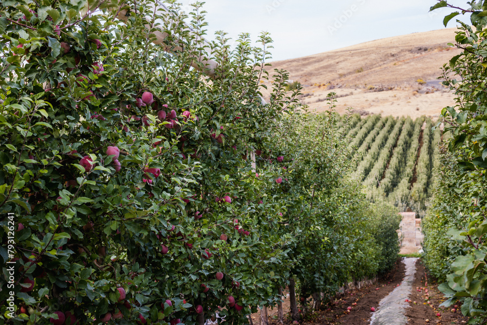 Yakima Apple Orchard