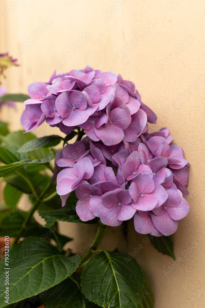 Garden Hydrangea tiffany purple - large purple flowers, close-up