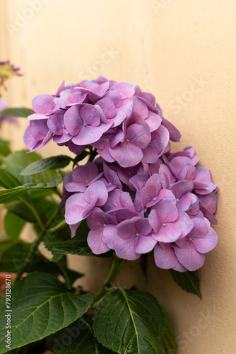 Obraz na płótnie Garden Hydrangea tiffany purple - large purple flowers, close-up w salonie