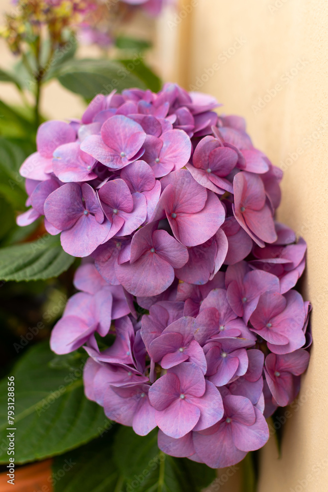 Garden Hydrangea tiffany purple - large purple flowers, close-up
