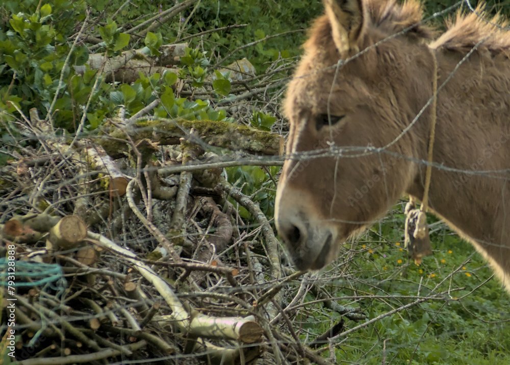 Obraz premium donkey on farm behind a thorn fence