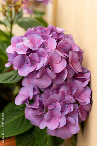 Obraz na płótnie Garden Hydrangea tiffany purple - large purple flowers, close-up w salonie