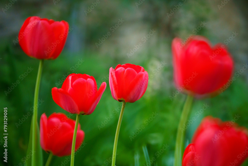 Tulip flower blossom on garden green background