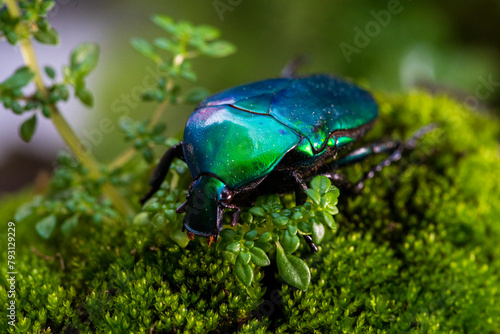 amazing beetle. green beetle in forest. torynorrhina flamea green scarab beetle.
