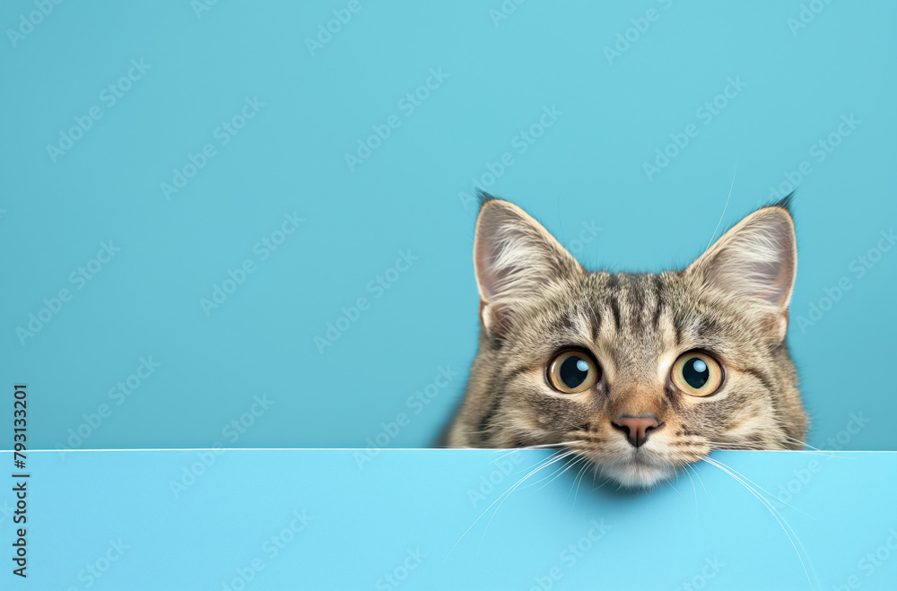 Cute kitten in front of a blue background with empty copy space.
