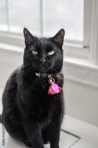 Cutest Black Kitty in Kitchen With Bright Pink Collar