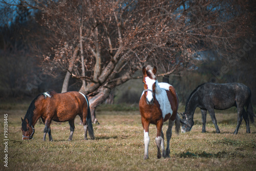 horses in the meadow © EL