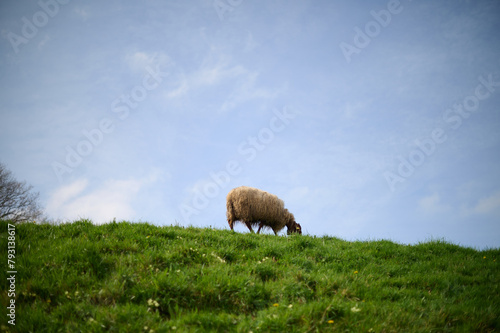 Sheep grazing on a farm in the Barrio de Arriba de Ucieda, in the Autonomous Community of Cantabria, Spain. photo