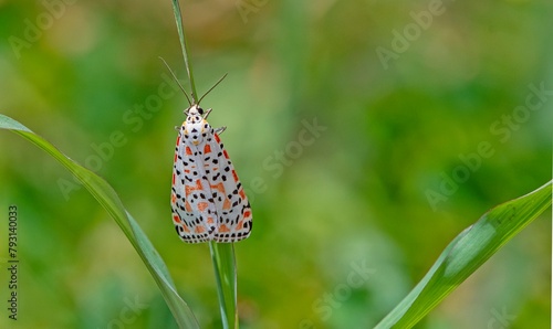 Utetheisa pulchella... The scarlet-spotted moth with the scientific name Utetheisa pulchella is a moth of the family Erebidae. Its beauty arouses admiration.